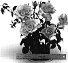Rosa%20hybrida%20%27WEKsunvoye%27
