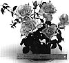 Rosa%20hybrida%20%27WEKsunvoye%27