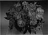 Impatiens%20hawkeri%20%27Fisnics%20Thyst%27