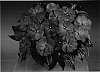 Impatiens%20hawkeri%20%27Fisnics%20Thyst%27