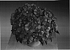 Impatiens%20hawkeri%20%27Fisnics%20Pursweet%27