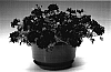 Verbena%20x%20hybrida%20%27Cardarpur%27