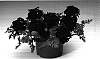 Verbena%20x%20hybrida%20%27Carburgun%27