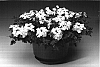 Verbena%20x%20hybrida%20%27Carwi%27