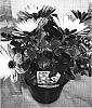 Osteospermum%20%27Sunny%20Marina%20ecklonis%20%28DC%29%20T.%20norl%27