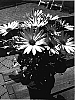 Osterospermum%20ecklonis%20%27Sunny%20Golden%20Serena%27