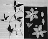 Clematis%20viticella%20%27EVIpo009%27
