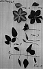 Clematis%20viticella%20%27EVIpo001%27