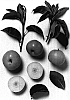 Pyrus%20pyrifolia%20%2785.10-23%27