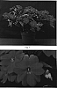 Impatiens%20x%20hybrida%20%27Misato%20FG1%27