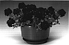 Verbena%20x%20hybrida%20%27Carpuvi%27