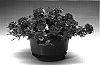 Verbena%20x%20hybrida%20%27Carpin%27