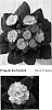 Primula%20vulgaris%20%27Kerbelmilk%27
