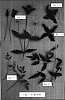 Clematis%20viticella%20%27EVIpo004%27