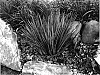 Dianella%20revoluta%20%27DR5000%27
