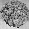 Chrysanthemum%20morifolium%20%27Mega%20Time%20Yellow%27