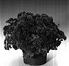 Ageratum%20houstonianum%20%27Agbic%27