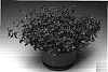 Diascia%20barberae%20%27Diastusca%27