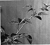 Rubus%20occidentalis%20%27Explorer%27