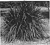 Pennisetum%20purpureum%20%27Princess%27