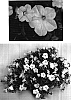 Petunia%20x%20hybrida%20%27USTUNI7502%27