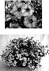Petunia%20x%20hybrida%20%27USTUNI6001%27