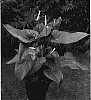 Anthurium%20hybrida%20%27Red%20Sensation%27