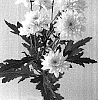 Chrysanthemum%20x%20morifolium%20%27Eurobelle%20Lemon%27