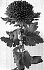Chrysanthemum%20x%20morifolium%20%27Deksinatra%27