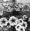 Petunia%20x%20hybrida%20%27Sunsurfbv%27