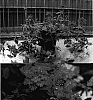 Verbena%20x%20hybrida%20%27Sunmariburare%27
