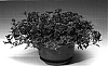 Verbena%20x%20hybrida%20%27Carmapur%27