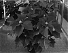 Euphorbia%20pulcherrima%20%28Willd.%20Ex%20Klotzsch%29%20%27Fisdra%27