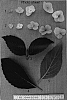 Hydrangea%20macrophylla%20%27HYDone%27