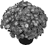 Chrysanthemum%20morifolium%20%27GEDI%20THREE%20CAMAN%27