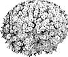 Chrysanthemum%20morifolium%20%27PPP%20PAD%20WH05%27