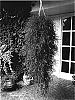 Agrostis%20stolonifera%20%27Green%20Twist%27