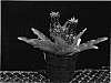 Eucomis%20vandermerwei%20%27Eucomis%20155%27