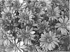 Chrysanthemum%20grandiflora%20%27GGX%201084%27