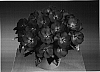 Impatiens%20hawkeri%20%27Fisupnic%20Purpink%27