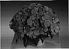 Impatiens%20hawkeri%20%27Fisupnic%20Salmdeep%27