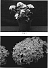 Pentas%20lanceolata%20%27NAKPEN003%27