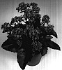 Kalanchoe%20guignardii%20x%20Kalanchoe%20blossfeldiana%20%27Fiveranda%20Orange%27