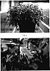 Solenostemon%20scutellarioides%20%27Kakegawa%20CE11%27