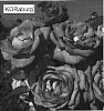 Rosa%20hybrida%20%27KORaburg%27