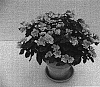 Catharanthus%20x%20hybrida%20%27KITAJIMA%20ANGEL%20TUTU%27