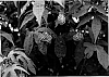 Abutilon%20vexillarium%20%27ATN%20RT5%27