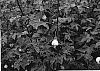 Abutilon%20vexillarium%20%27ATN%20YB5%27