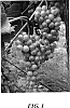 Vitis%20spp%20hybrid%20%27DM%208313-1%27