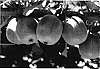 Actinidia%20chinensis%20%27Hort51-1785%27
